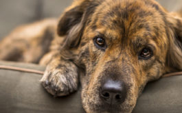 depressed dog lying on sofa. Are fleas making your dog depressed?