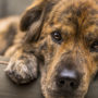 depressed dog lying on sofa. Are fleas making your dog depressed?