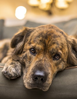 depressed dog lying on sofa. Are fleas making your dog depressed?