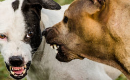 aggressive dogs aggression may be caused by lyme disease