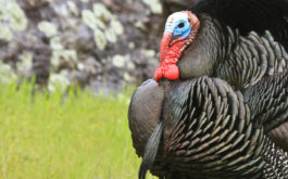 Wild turkey that may be able to control the tick population in your yard