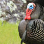 Wild turkey that may be able to control the tick population in your yard
