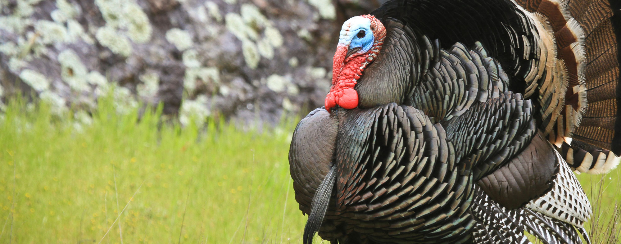 Can wild turkeys keep your yard free of ticks? | Hartz