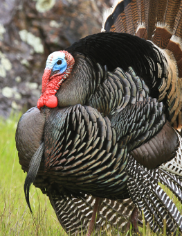Wild turkey that may be able to control the tick population in your yard