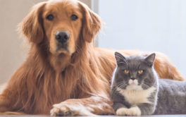 a cat and a dog can become infected with parasites