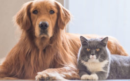 a cat and a dog can become infected with parasites