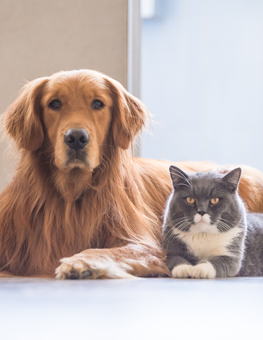 a cat and a dog can become infected with parasites