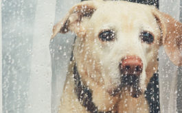 dog staring out rainy window. fleas thrive in the rain