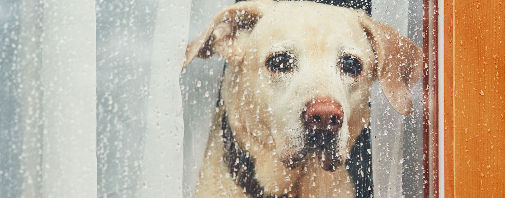 dog staring out rainy window. fleas thrive in the rain