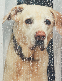 dog staring out rainy window. fleas thrive in the rain