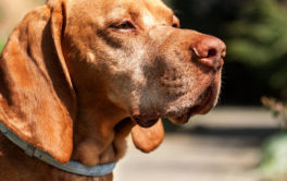 brown dog with flea collar on neck. how do flea collars work on dogs