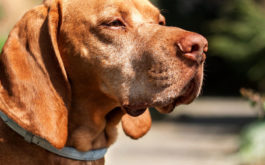 brown dog with flea collar on neck. how do flea collars work on dogs