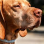 brown dog with flea collar on neck. how do flea collars work on dogs