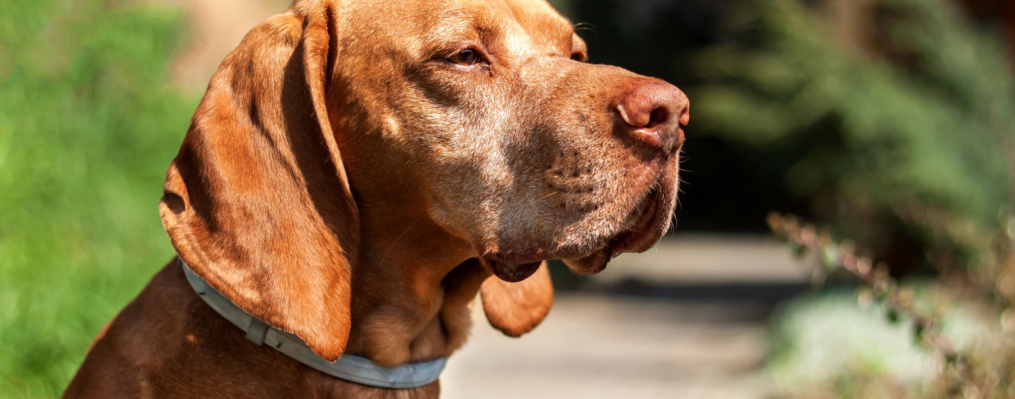brown dog with flea collar on neck. how do flea collars work on dogs
