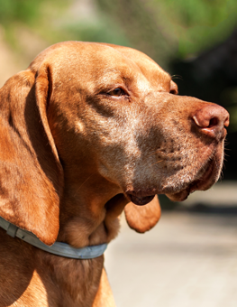 brown dog with flea collar on neck. how do flea collars work