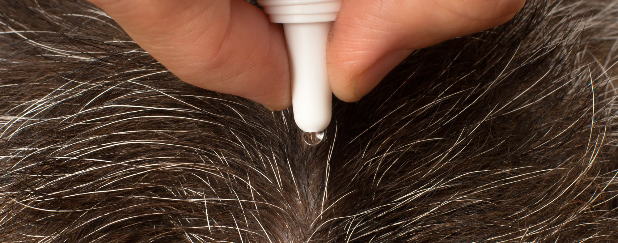 How Often To Treat A Dog For Fleas