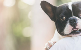 happier dog hugging owner