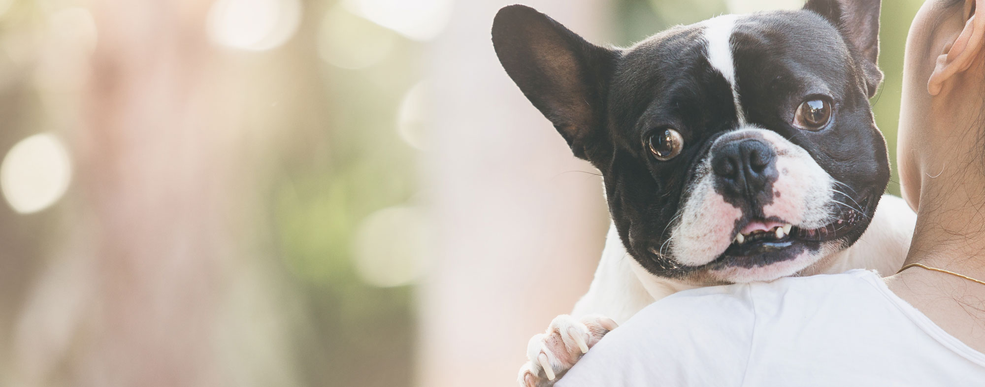 How Do You Greet A Dog In French