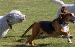 dogs playing at the dog park where they might get fleas