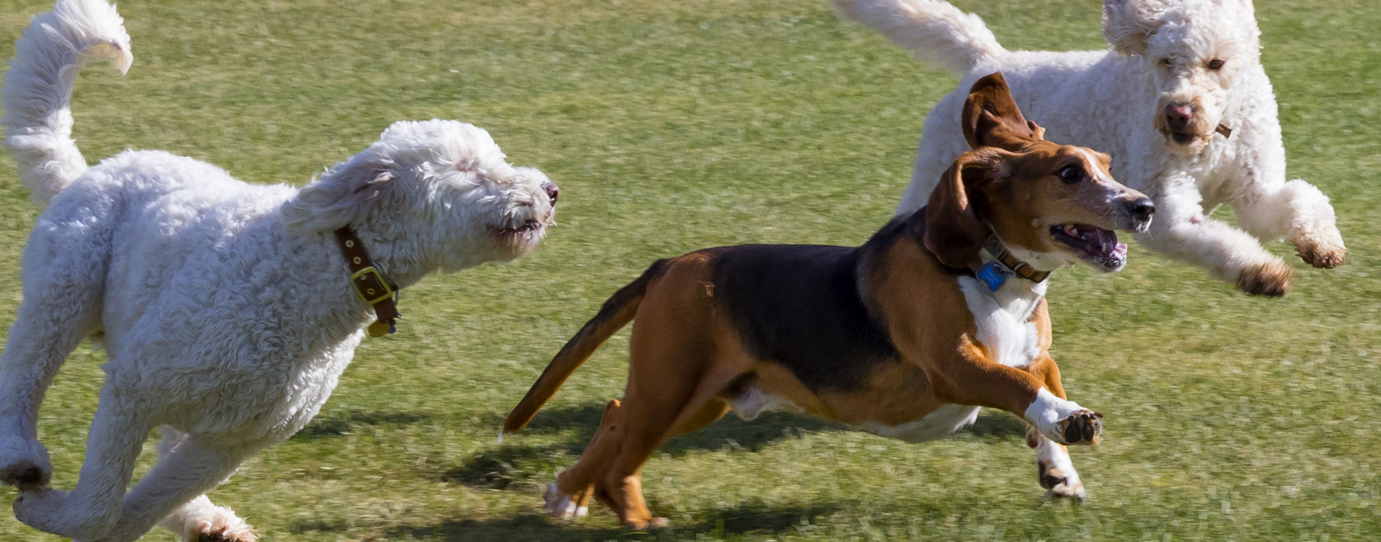Prevent your pup from getting fleas at the dog park Hartz