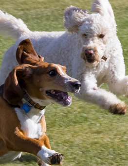 dogs playing at the dog park where they might get fleas