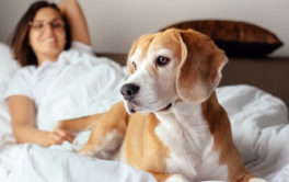 woman in bed with dog that may bring fleas in bed