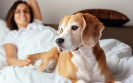 woman in bed with dog that may bring fleas in bed