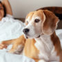 woman in bed with dog that may bring fleas in bed