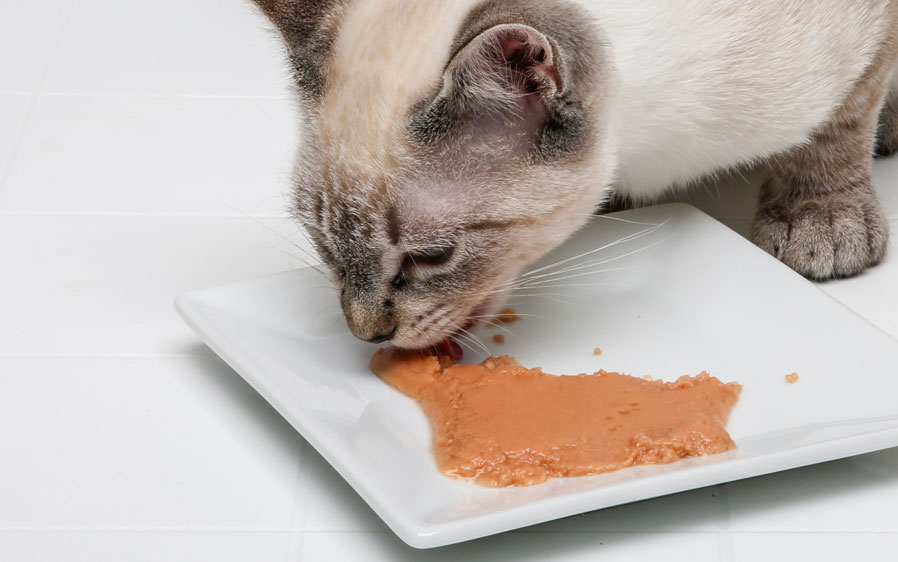 Picture of a cat enjoying a plate of Hartz Delectables Lickable Treat Soft Paté. Hartz Delectables® Lickable Treats, the first Wet Cat Treat!
