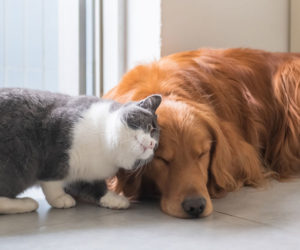 Cat rubbing against a dog. Dog flea products are not meant for cats.