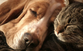 Dog and cat sleeping together. Be sure to use the right flea medicine on you dog and cat.