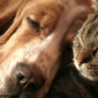 Dog and cat sleeping together. Be sure to use the right flea medicine on you dog and cat.