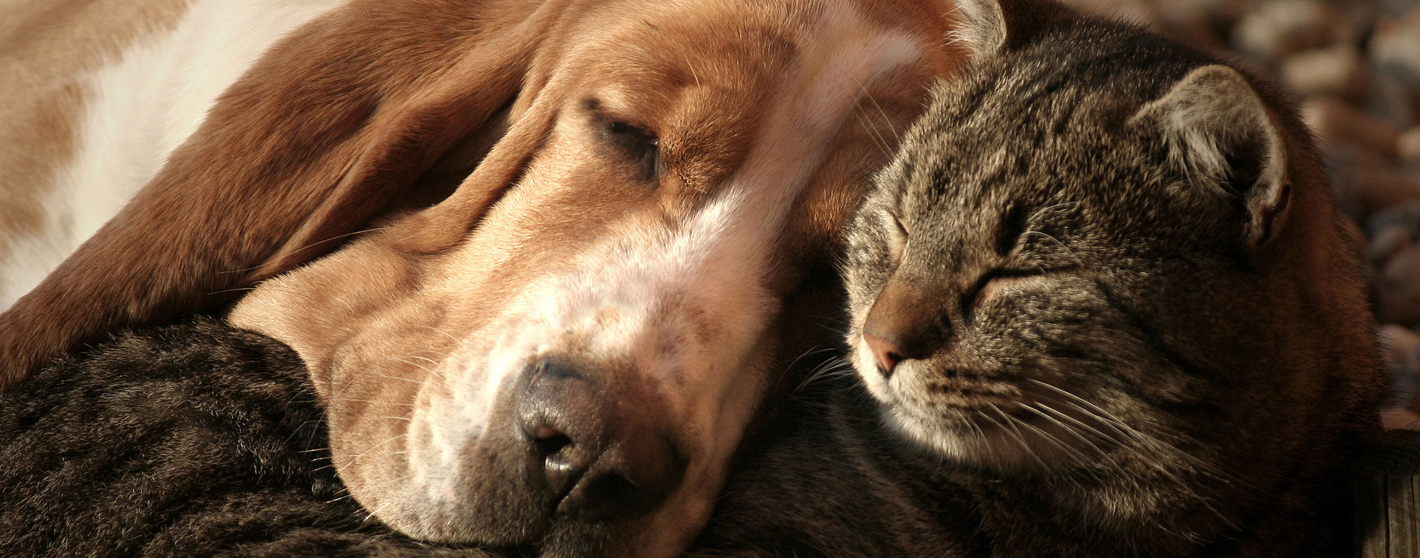 Dog and cat sleeping together. Be sure to use the right flea medicine on you dog and cat.