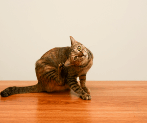 A cat with fleas scratching