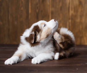 A dog with fleas scratching
