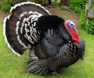 Large male turkey in natural surroundings, displaying tail feathers