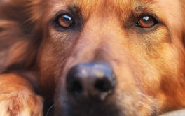 brown dog staring. why are fleas attracted to my dog.