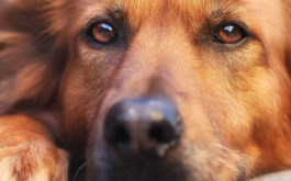 brown dog staring. why are fleas attracted to my dog.