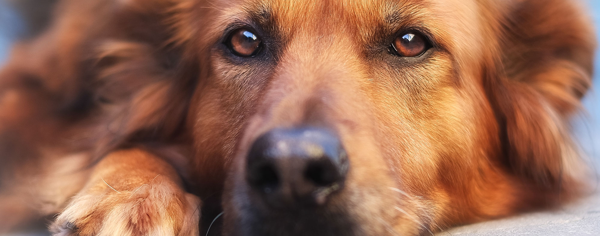 Why are fleas attracted to my dog? | Hartz Why are fleas attracted to my dog? | Hartz