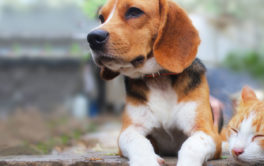 dog and cat lying outside. Dog flea treatment cannot be used on cats