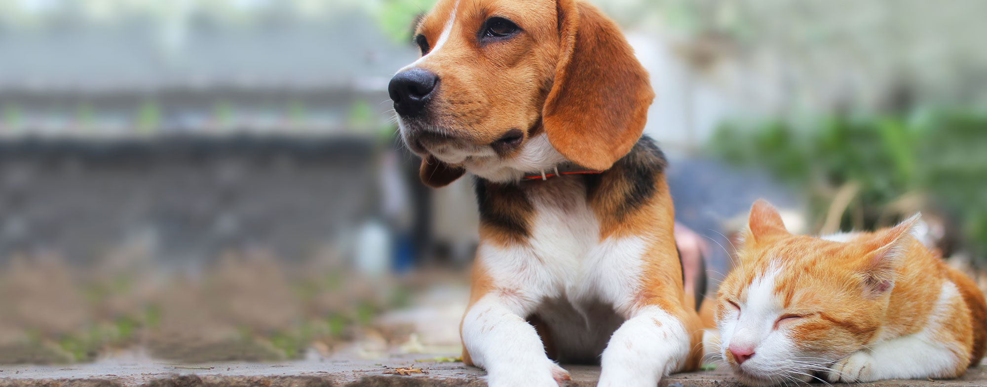 Why Can T I Use Dog Flea Products On My Cat Hartz