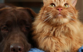 Dog and cat lying on the floor during the winter. You need to exercise your dog in the winter.