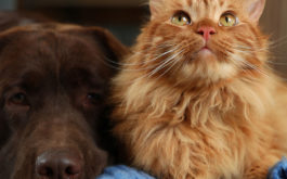 Dog and cat lying on the floor during the winter. You need to exercise your dog in the winter.