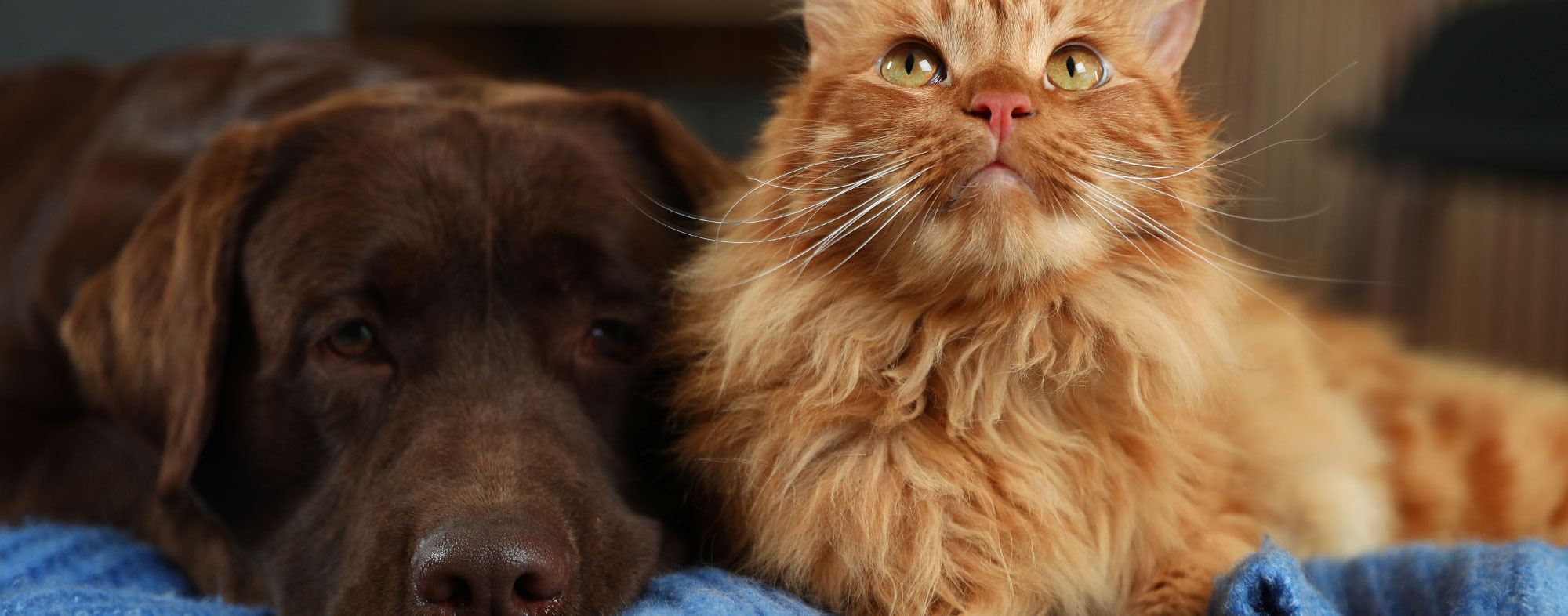 How Can I Keep My Dog Active Inside