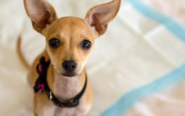 Puppy sitting on a dog pad. Dog pads are a training aid to use when learning how to train a puppy.