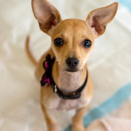 Puppy sitting on a dog pad. Dog pads are a training aid to use when learning how to train a puppy.