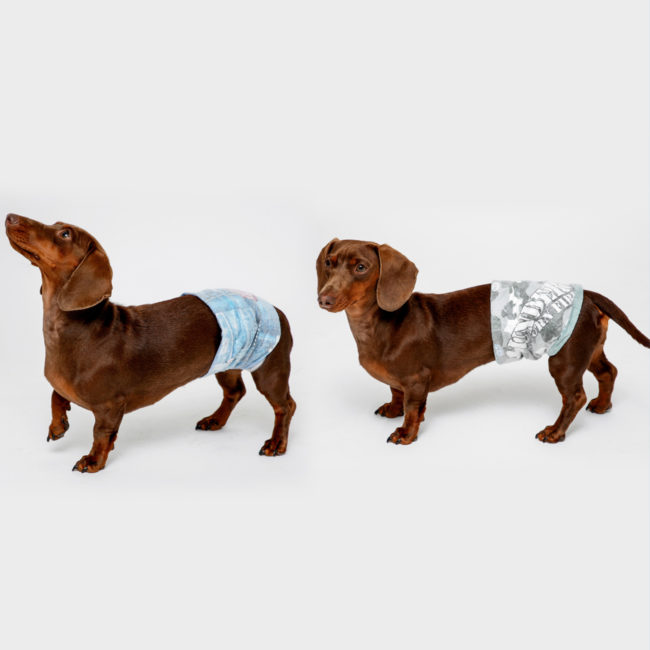dogs wearin Hartz disposable male wraps