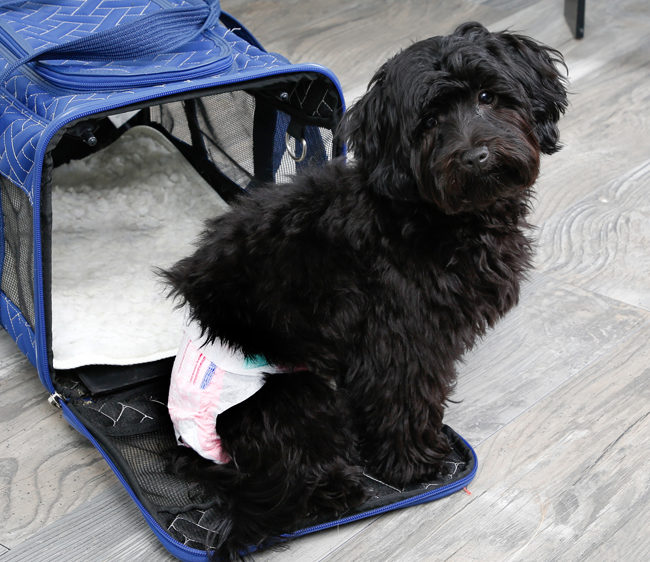 Hartz diapers for dogs can be used for travel.