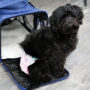 Hartz diapers for dogs can be used for travel.