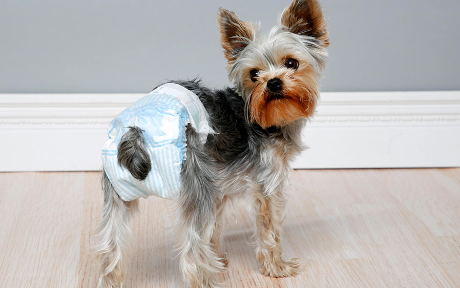 Little dog shop diapers